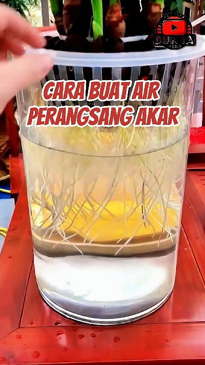 Cara Buat Air Perangsang Akar