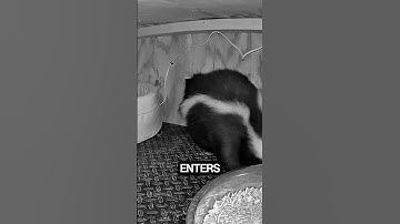 Surprising Visitor at Cat