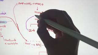 Imunologia- Resposta imune às infecções bacterianas screenshot 5