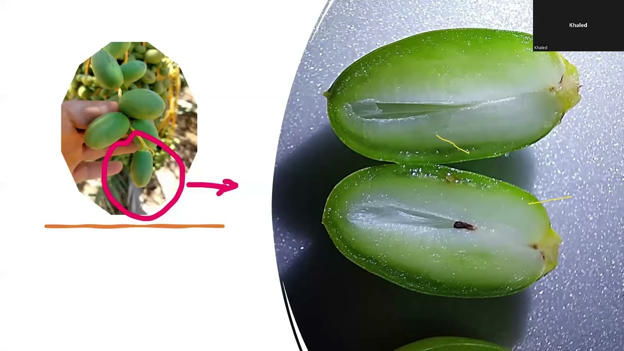 محاضرة عن تأثير التقلبات الجوية على زراعات النخيل وكيف يمكن تقليل اضرارها