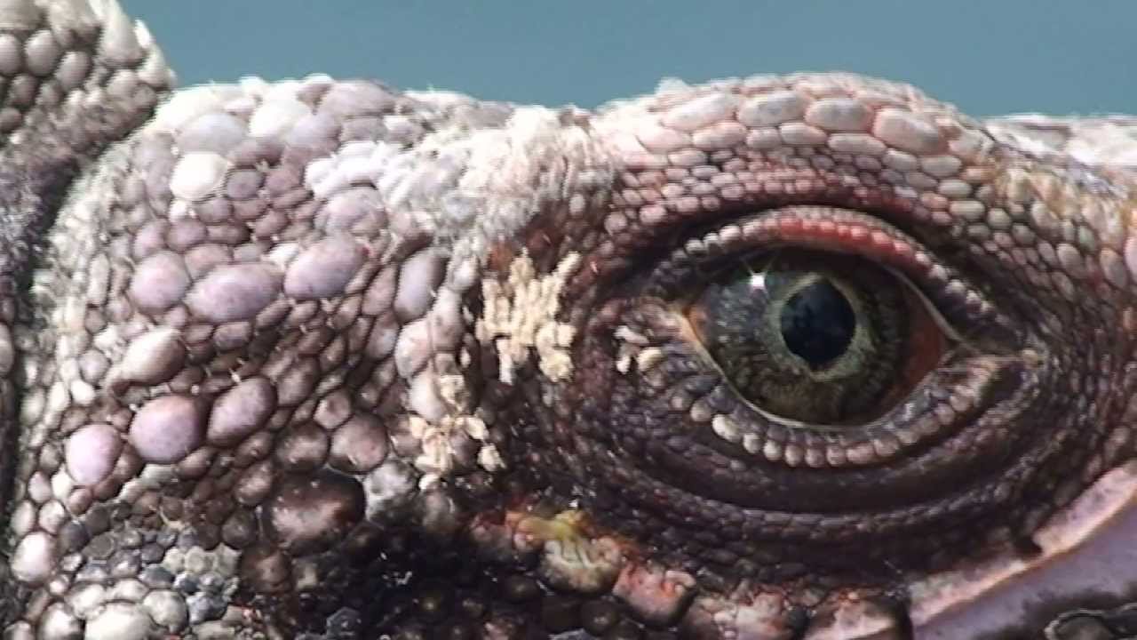 Fantasy Authors Talk About Dragons