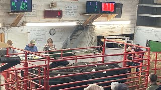 2024 Spring Roundup Sale at Low Country Livestock Exchange! #livestockauction #cows  #beef #auction