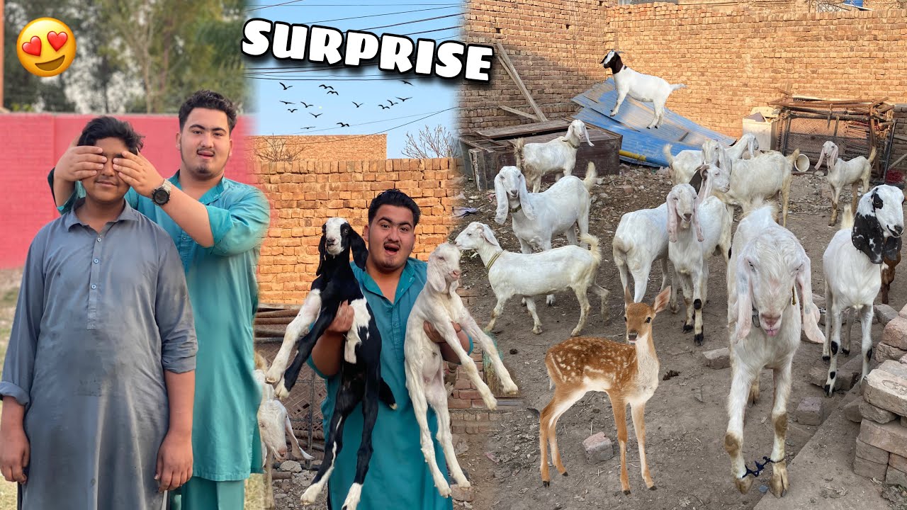 Hum Le Aaye Bohat Sari White Bakriyan 😍 Motu Hairaan Reh Gaya!🐐