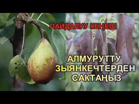 Video: Алмурутту таштуу чуңкур оорусу менен дарылоо – алмуруттун таштуу чуңкур вирусун кантип токтотуу керек