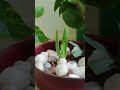 #trending #viral #nature #moneyplant #indoorplants #cactus #decoration #ytshorts