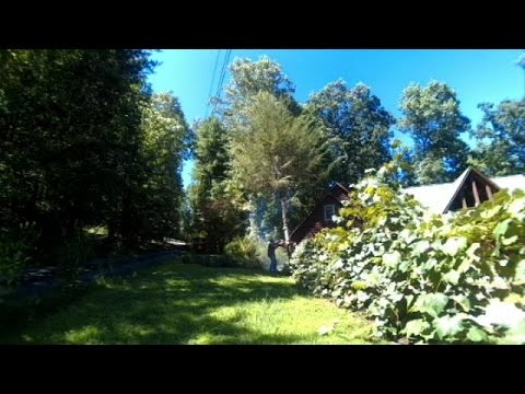 Cutting Down A 60' Problem Pine Tree - YouTube