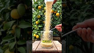 ⚠️ Este es el secreto asiático que usan para llenar de frutos sus plantas 😱Y casi nadie lo conoce