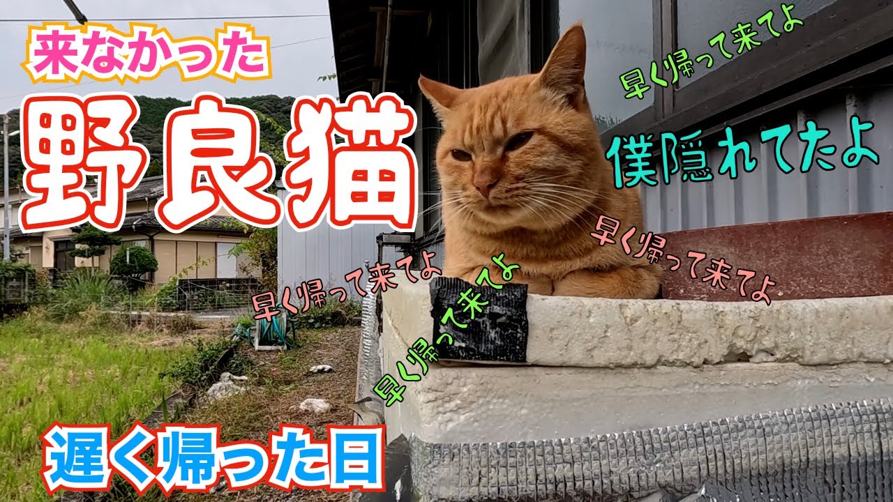 The stray cat didn't come. I got home late that night‼️😊 Today