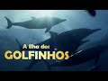 A Ilha dos Golfinhos-Rotadores [DOCUMENTÁRIO COMPLETO] - Fernando de Noronha - Lawrence Wahba
