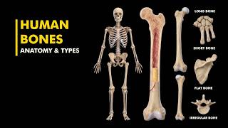 Long vs Short vs Flat Bones vs irregular bones vs sesamoid bones: What's the Difference?
