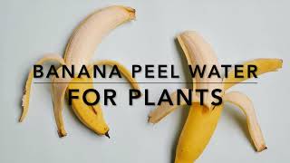 Banana Peel Water For Plants