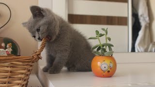 Goofy Kitten NUTELLA Bites Things and Play With Toys by Miss Aww 20,248 views 3 years ago 10 minutes, 26 seconds