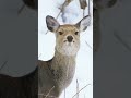エゾシカの鳴き声(警戒) #shorts #北海道