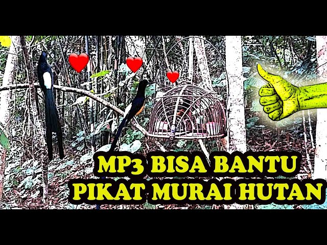 Suara Pikat Burung Murai Batu Hutan Paling Untung class=