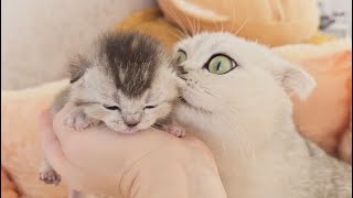 This is what the love of a cat mom for her kittens looks like, endless love by Cat Chloe & kittens 5,918 views 1 month ago 4 minutes, 4 seconds