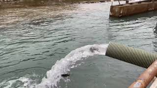 Texas Parks and Wildlife Department Trout Stocking