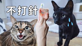 給兩隻浪貓注射疫苗針筒剛拿出來大貓小貓都嚇哭了李喜猫