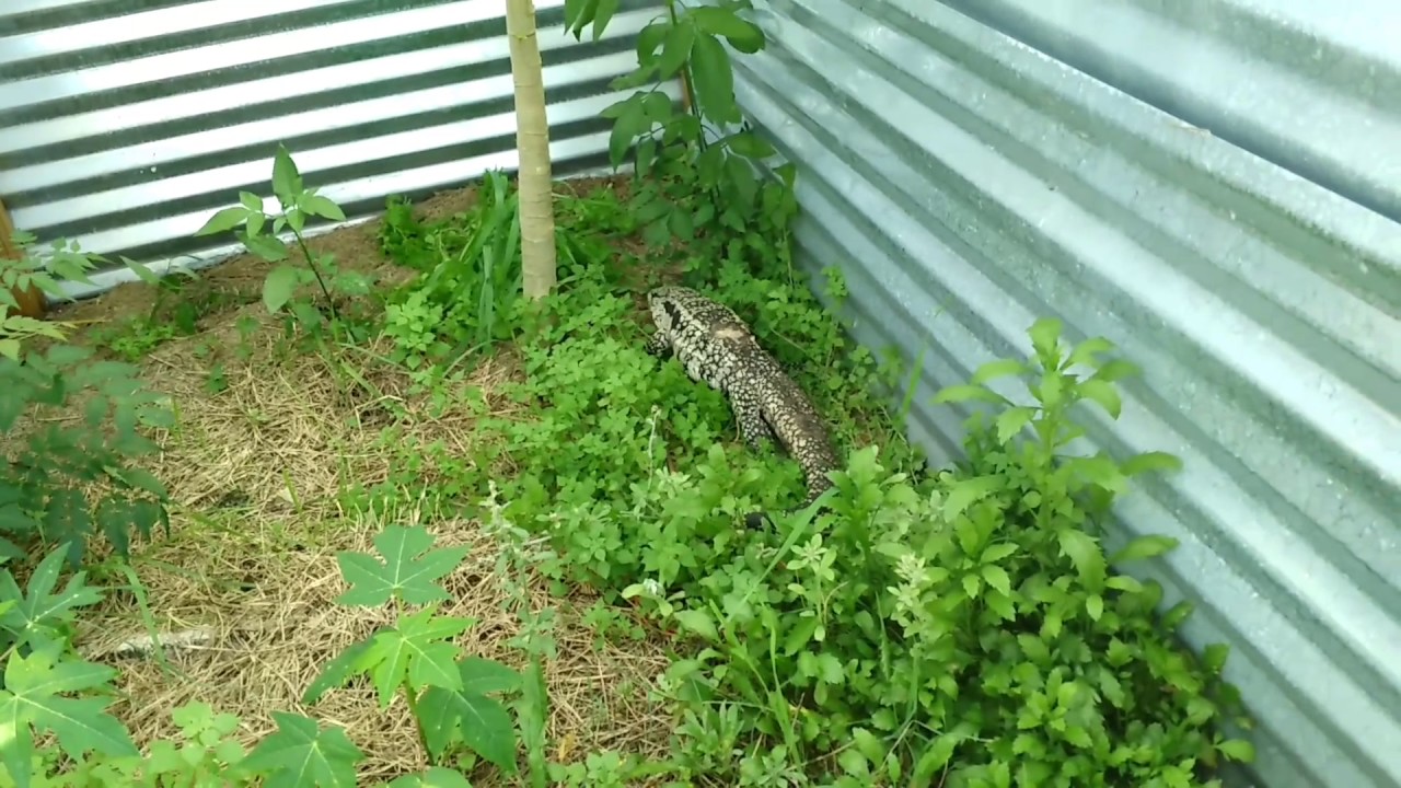 camera iphone 8 plus apk Blue tegu cruising in her cage