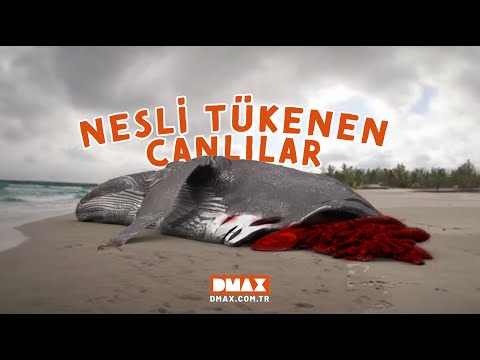 Nesli Tükenen Canlılar | Megalodon: Dev Köpekbalığı
