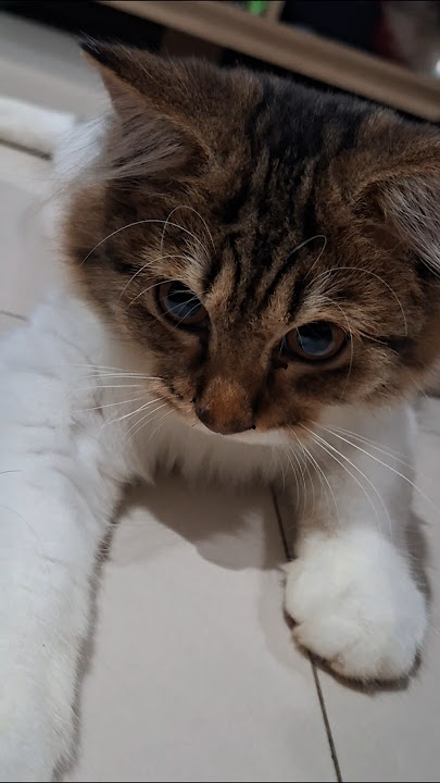 Onyi bermain #kucingmanis #cat #kucinglucu #kucing #shortvideo