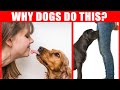 40 strange dog behaviors explained  jawdropping facts about dogs