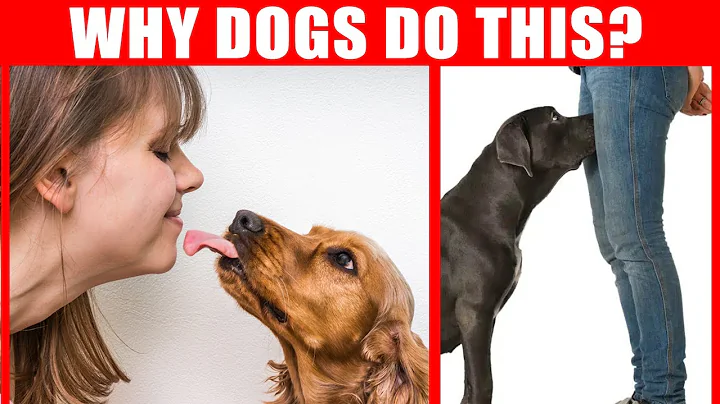 40 Strange Dog Behaviors Explained - Jaw-Dropping Facts about Dogs - DayDayNews