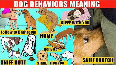 40 Strange Dog Behaviors Explained. Dog Body Language. Jaw-Dropping Facts about Dogs