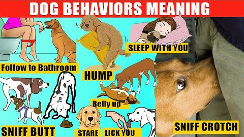 40 Strange Dog Behaviors Explained. Dog Body Language. Jaw-Dropping Facts about Dogs