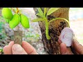 Graft results, mango bud grafting with onion 100% success | Mango v grafting technique