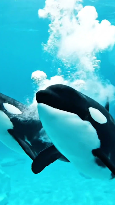 Download lagu Intelligent Hunters: Orcas Coordinating a Deadly Attack in the Icy Ocean | 4K UHD