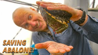 Racing to Restore Endangered Abalone (Salish Sea Wild)