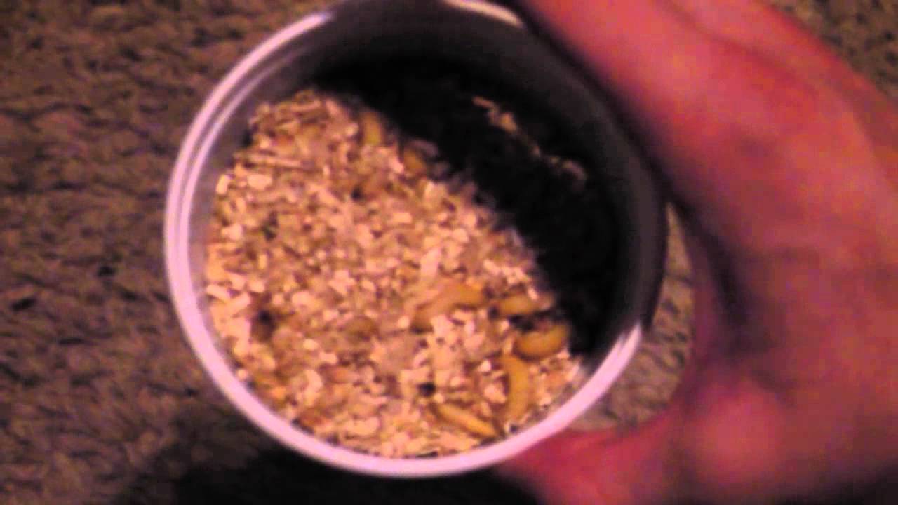 How to "dust" reptile food with calcium YouTube