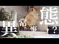 お腹が痛いの?大好物のオヤツにも知らんぷりでケージから出てこないウサギに心配が止まらない家族 #811