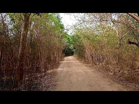 Forest Video with birds Singing Sound | Relaxing Forest Video For Stress Relief | Dry Forest Passage