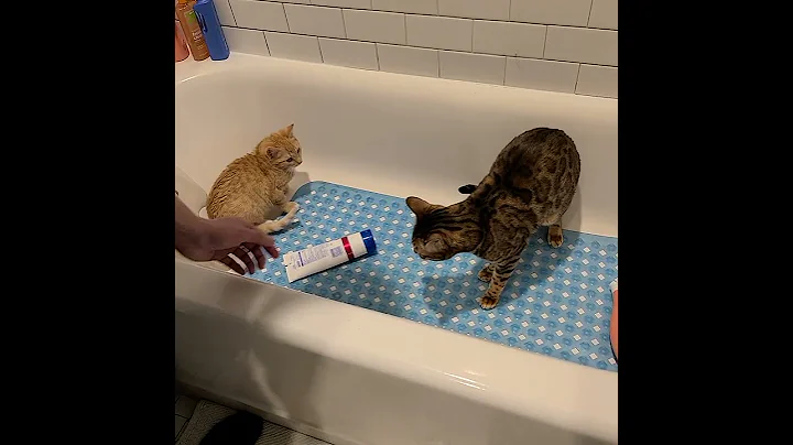 Watch the video about My bengal cat is meeting my rescue kitten first time #catlover