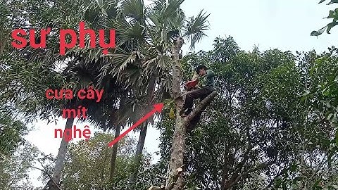 Cưa cây mít nghệ ,lỏi cây vàng rất đẹp . Cưa cây kỹ thuật cao