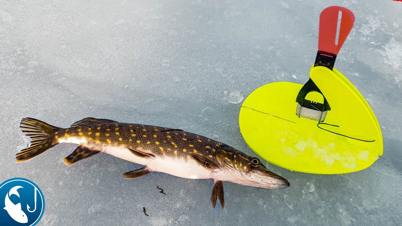 запрет на рыбалку. запрет на щуку в 2024 году. запрет на щуку в 2024 году. щука запрет. рыбалка запрещена.