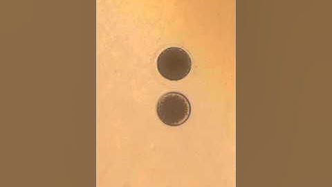 S. purpuratus fertilization