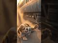 Bhai Se Bichdi Behen… Phir Jo Hua Usne Rula Diya 😢🐶