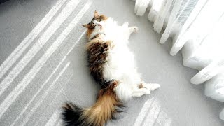 日向ぼっこを満喫する長毛猫が可愛い【サイベリアン】Cute cat enjoying the sun.