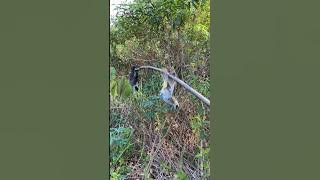 BARU KALI INI PIKATAN KU DAPAT BURUNG SEPASANG TAPI BEDA JENIS, MIKAT BURUNG KUTILANG DAN TRUCUK