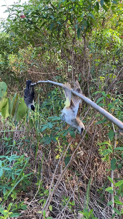 BARU KALI INI PIKATAN KU DAPAT BURUNG SEPASANG TAPI BEDA JENIS, MIKAT BURUNG KUTILANG DAN TRUCUK
