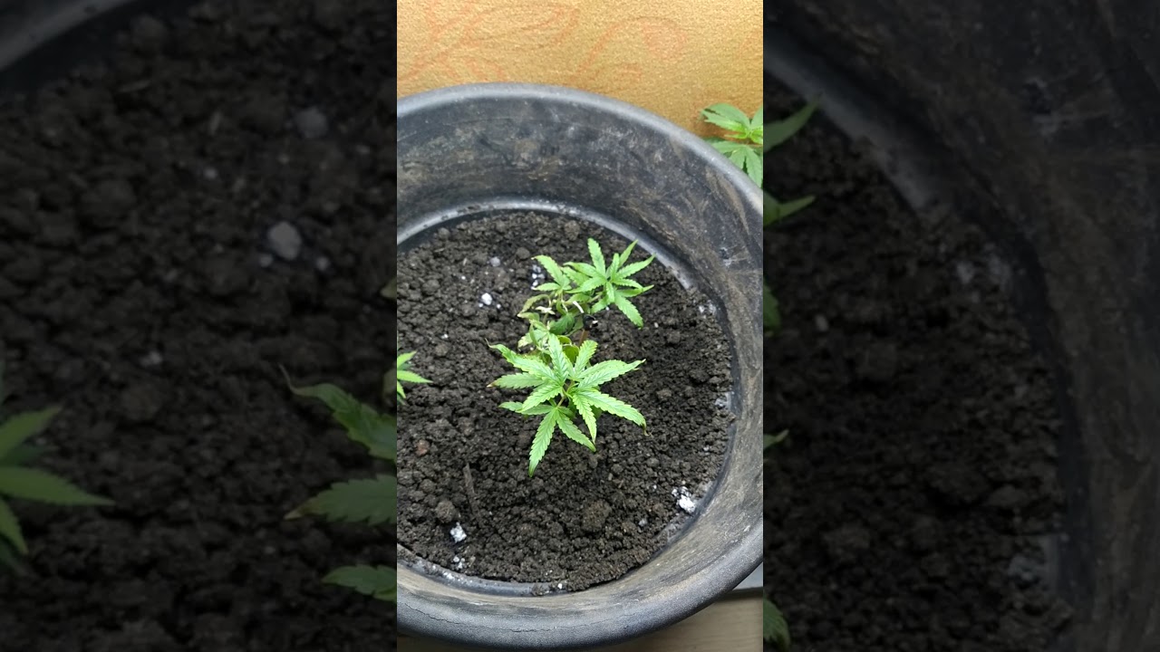 over fert?????????? nunca vacilei assim ... o que será isso? ajudem