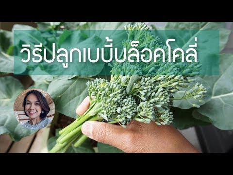 วีดีโอ: การปลูกชิกโครีในกระถาง: การดูแลชิกโครีที่ปลูกในภาชนะ