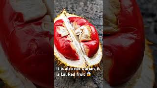 “Durian Merah Langka… Tapi Ternyata Palsu?!” Ini Adalah Buah Lai Spesies Merah