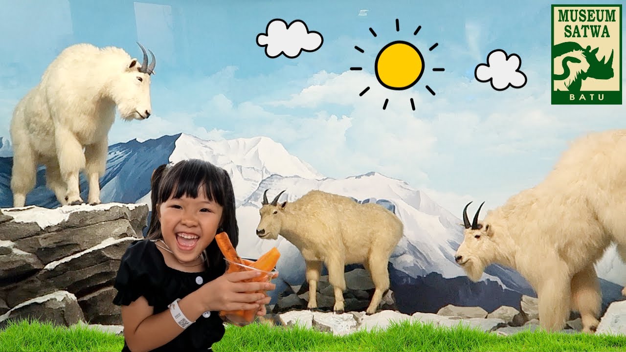 Ke Museum Satwa Binatang Kambing Gunung Singa Laut Kuda Nil Komodo - Mengenal Binatang untuk Anak