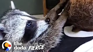 Baby Rescue Raccoon Climbs All Over Her New Siblings | The Dodo Little But Fierce