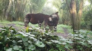 Animal Kingdom Okapi Love (Zoo Clip Reel Sneak Peek) [read description]