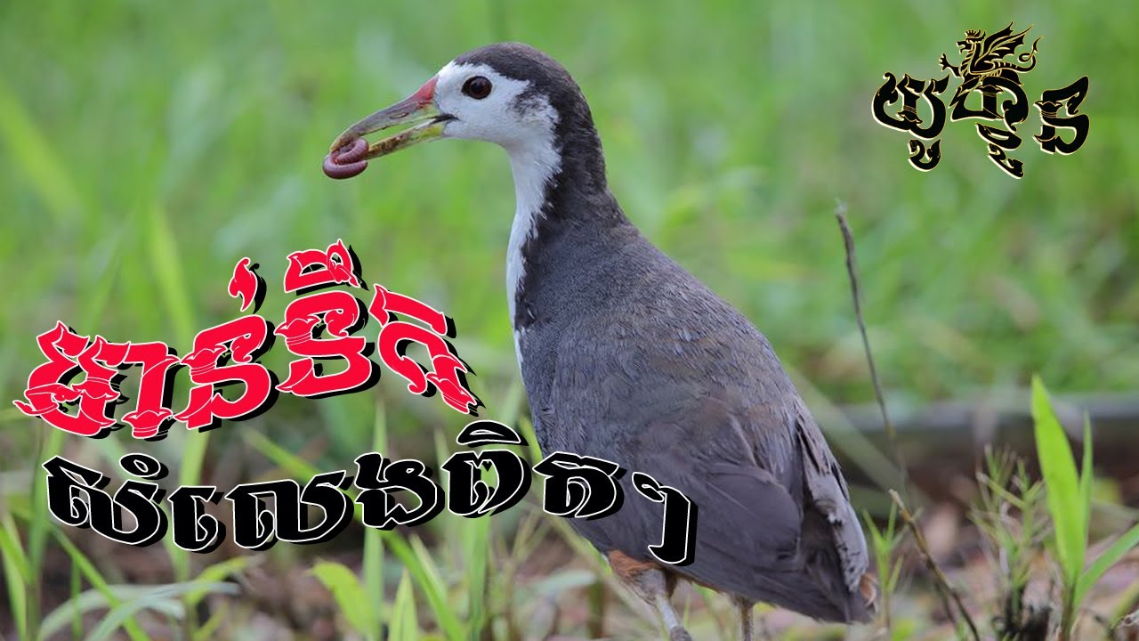 សំលេងមាន់ទឹកដាក់ដឹងតែបានហើយសម្លេងសុីនពិតៗ