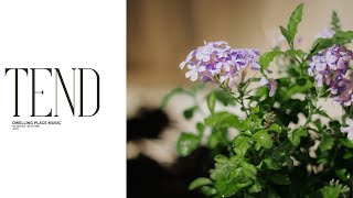 Tend (Live) - Dwelling Place Music